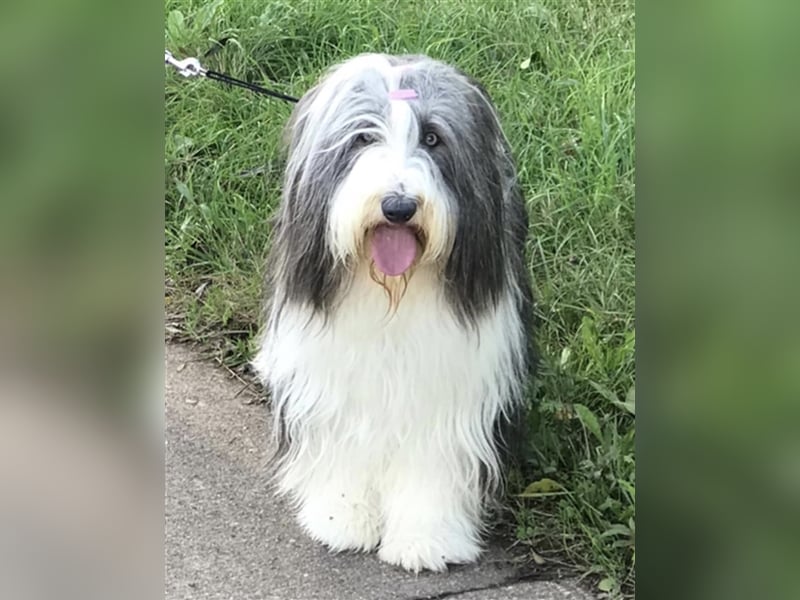 Wir erwarten Bearded Collie Welpen im November