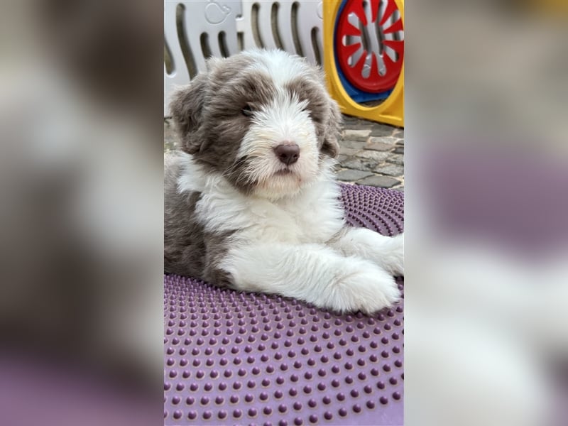 Wir erwarten Bearded Collie Welpen im November