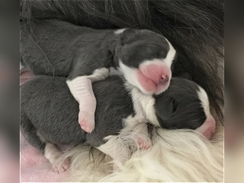 Wir erwarten Bearded Collie Welpen im November