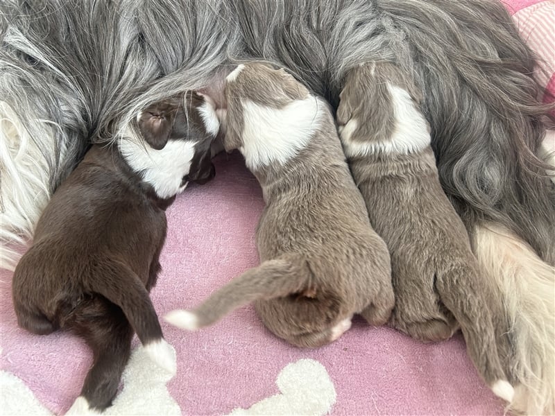 Wir erwarten Bearded Collie Welpen im November