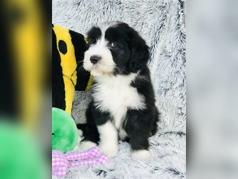 Wir erwarten Bearded Collie Welpen im November