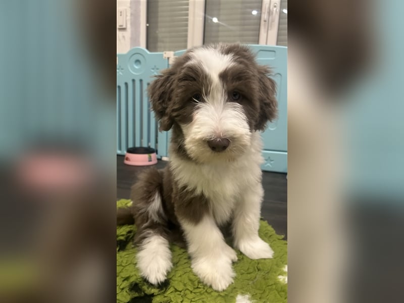 Wir erwarten Bearded Collie Welpen im November