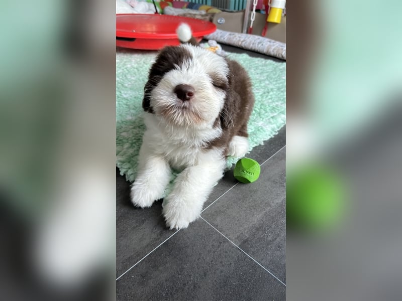 Wir erwarten Bearded Collie Welpen im November