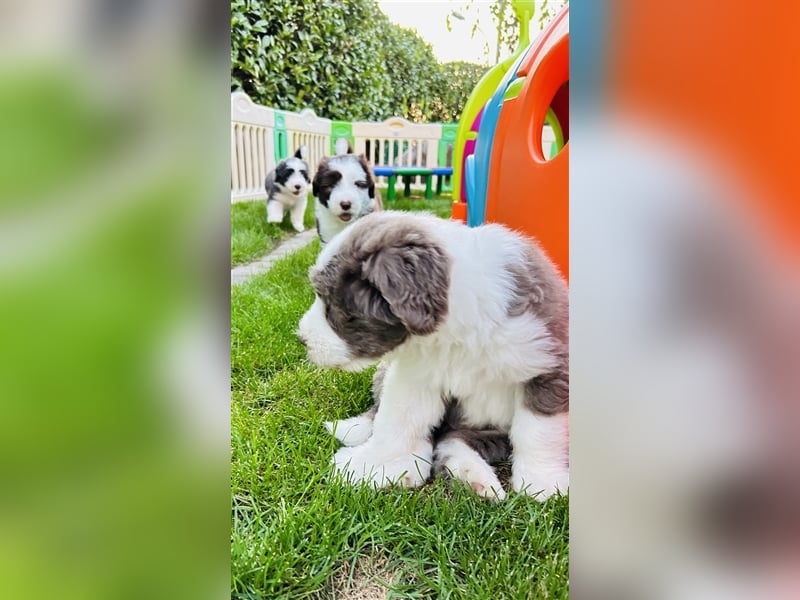 Wir erwarten Bearded Collie Welpen im November