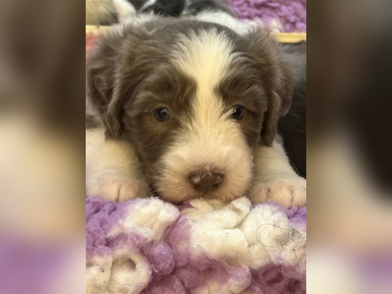 Wir erwarten Bearded Collie Welpen im November