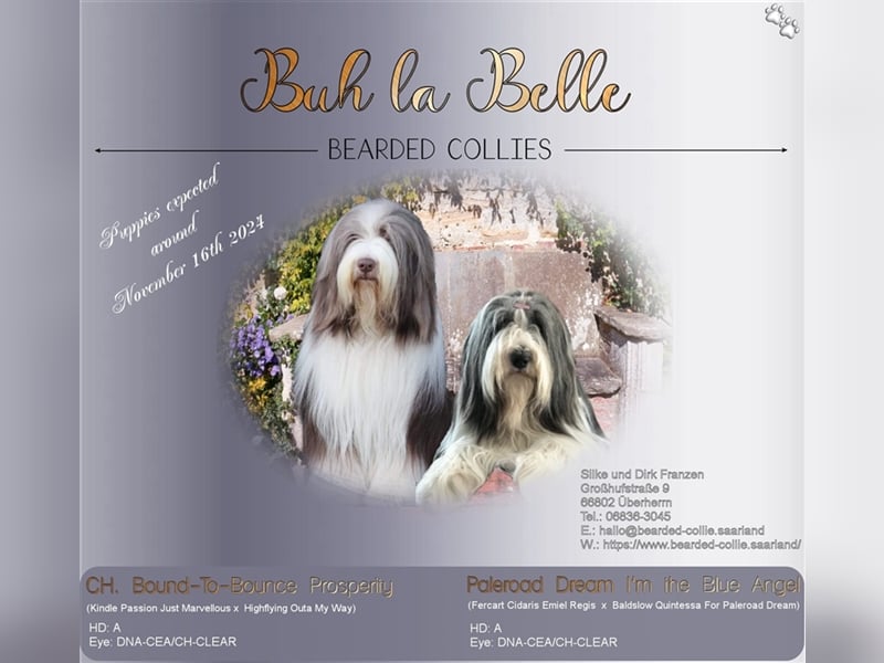 Wir erwarten Bearded Collie Welpen im November