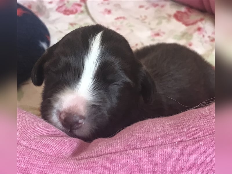 Wir erwarten Bearded Collie Welpen im November