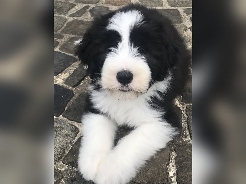 Wir erwarten Bearded Collie Welpen im November