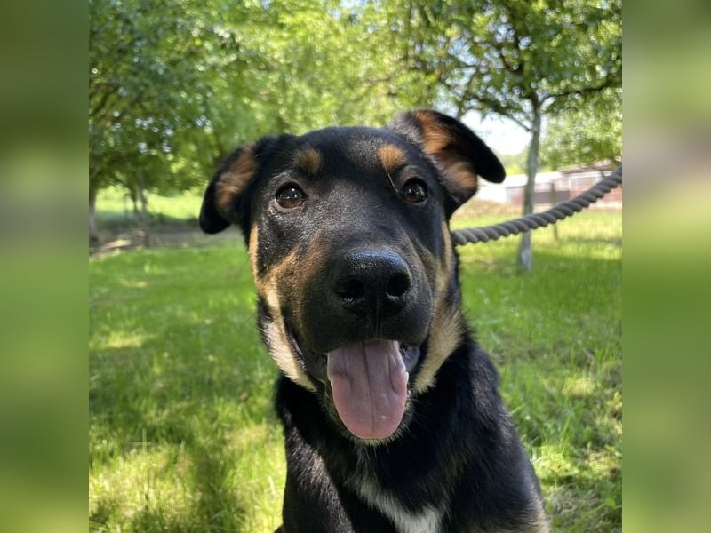 Buddy ein freundlicher Lebensliebender