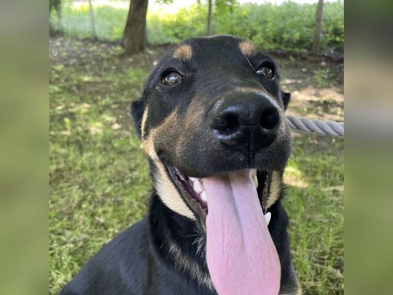 Buddy ein freundlicher Lebensliebender