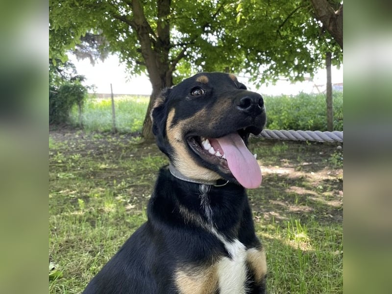 Buddy ein freundlicher Lebensliebender