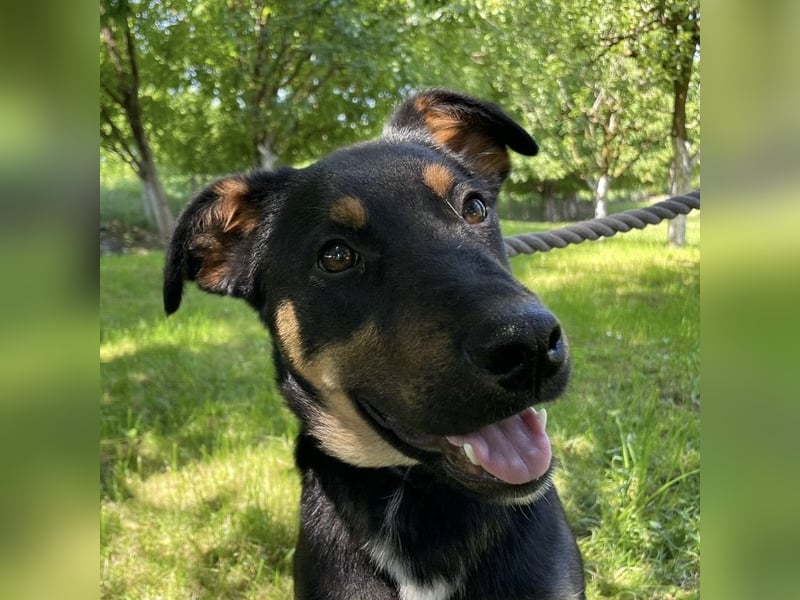 Buddy ein freundlicher Lebensliebender