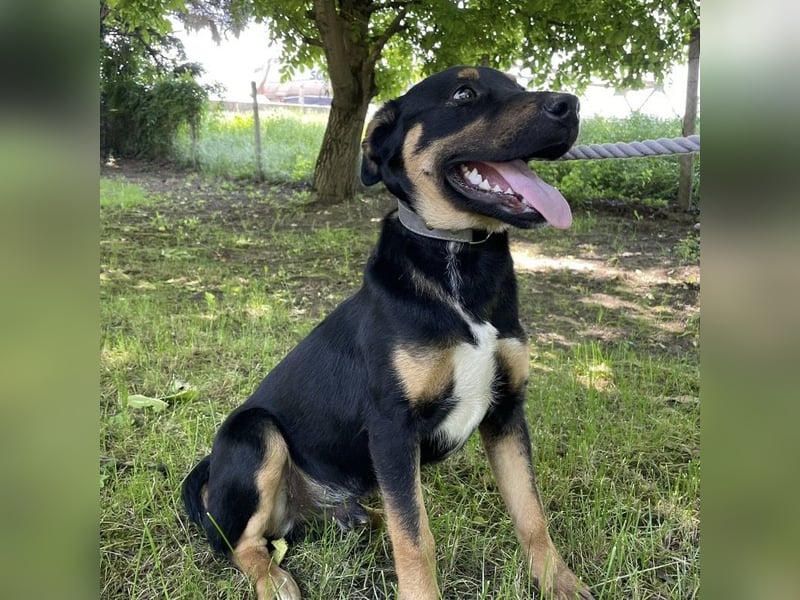 Buddy ein freundlicher Lebensliebender