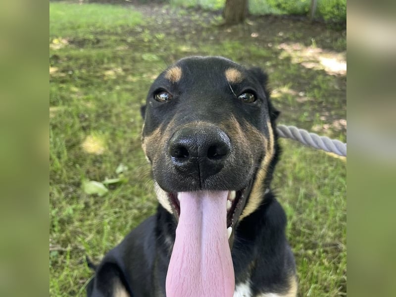 Buddy ein freundlicher Lebensliebender