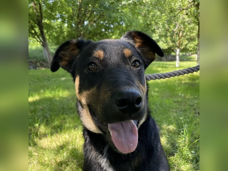 Buddy ein freundlicher Lebensliebender