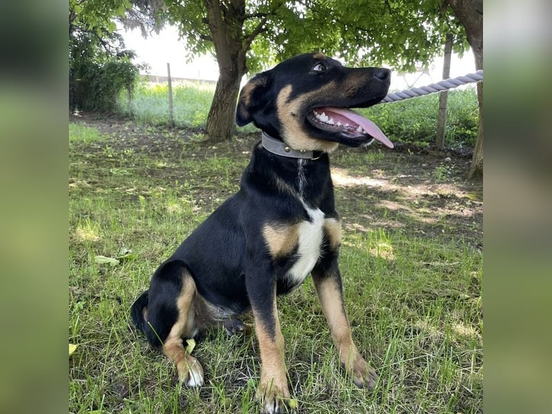 Buddy ein freundlicher Lebensliebender