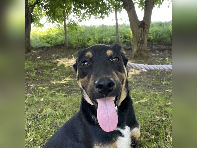 Buddy ein freundlicher Lebensliebender
