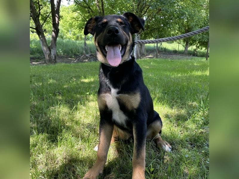 Buddy ein freundlicher Lebensliebender
