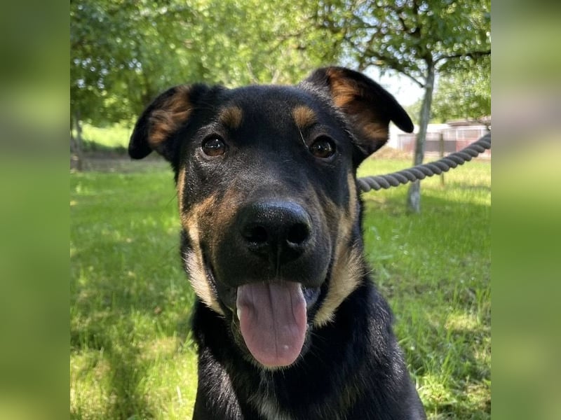 Buddy ein freundlicher Lebensliebender