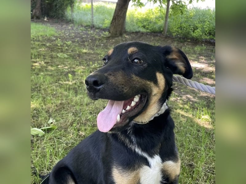 Buddy ein freundlicher Lebensliebender