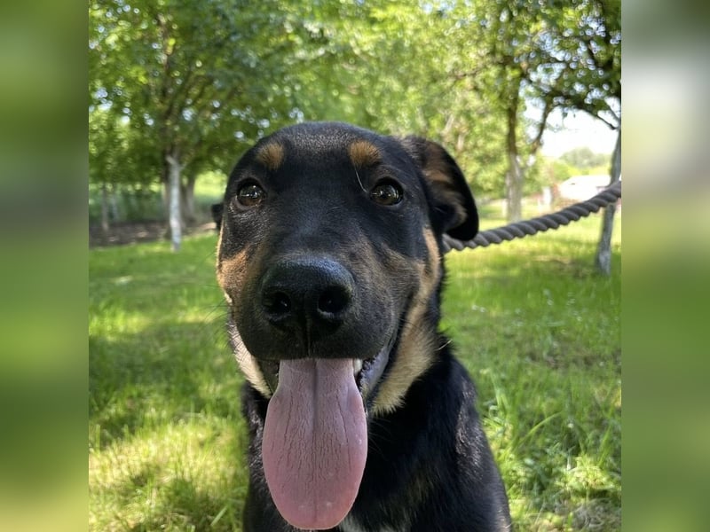 Buddy ein freundlicher Lebensliebender