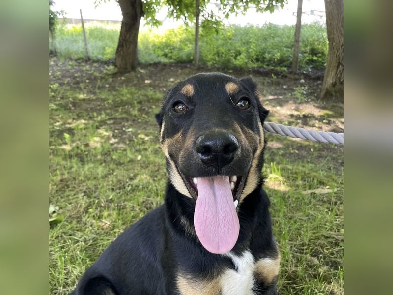 Buddy ein freundlicher Lebensliebender