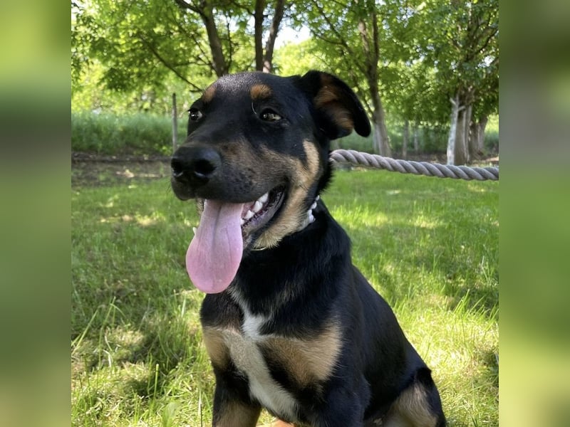 Buddy ein freundlicher Lebensliebender