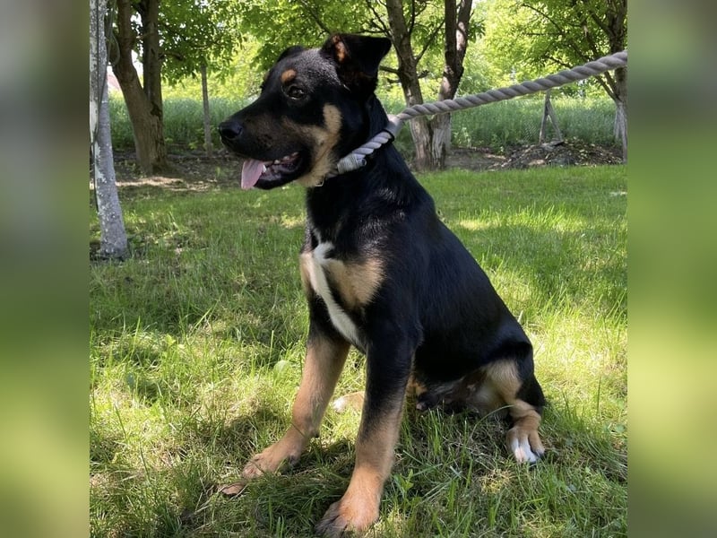 Buddy ein freundlicher Lebensliebender