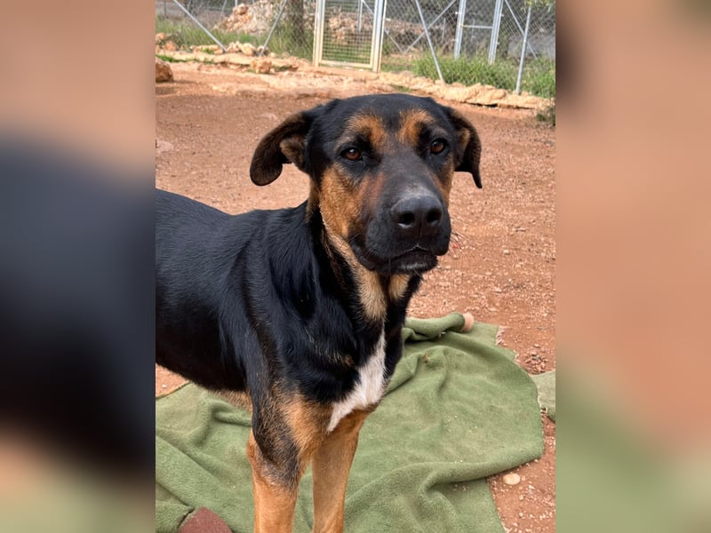 Theo – ein beeindruckender Begleiter sucht sein Zuhause