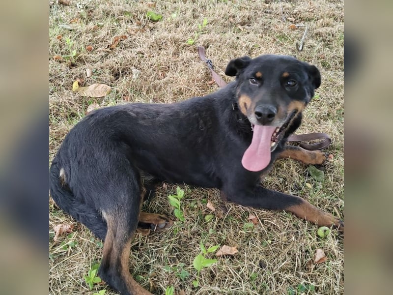 Leo ein toller Begleiter