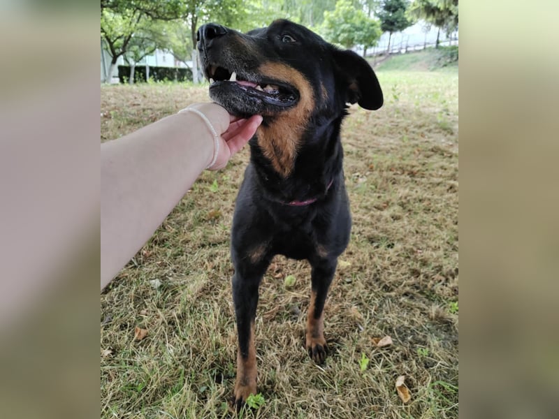 Leo ein toller Begleiter