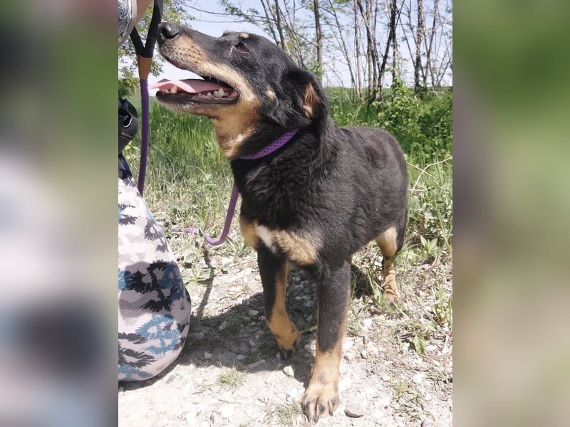 Ginny eine wundervolle Hündin