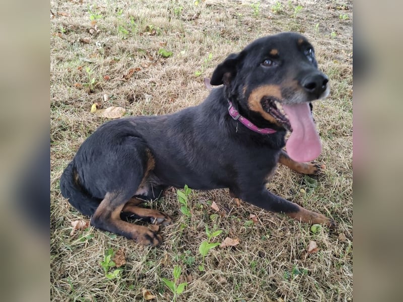 Leo ein toller Begleiter