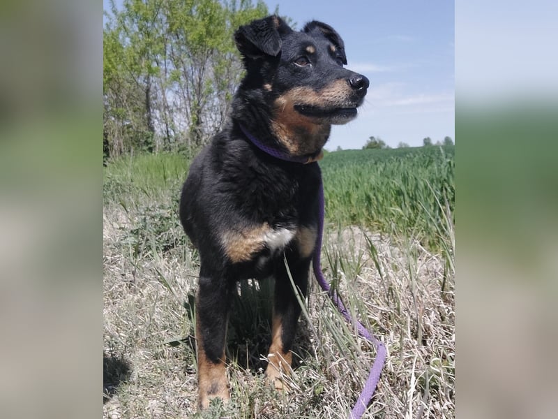 Ginny eine wundervolle Hündin