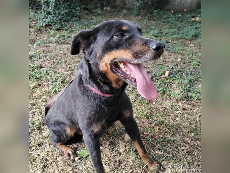 Leo ein toller Begleiter