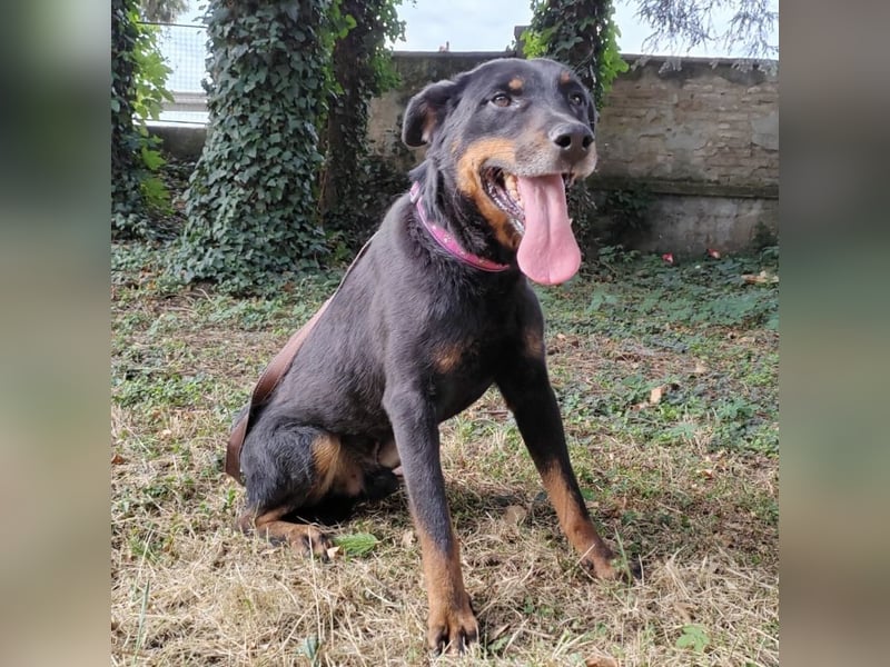 Leo ein toller Begleiter