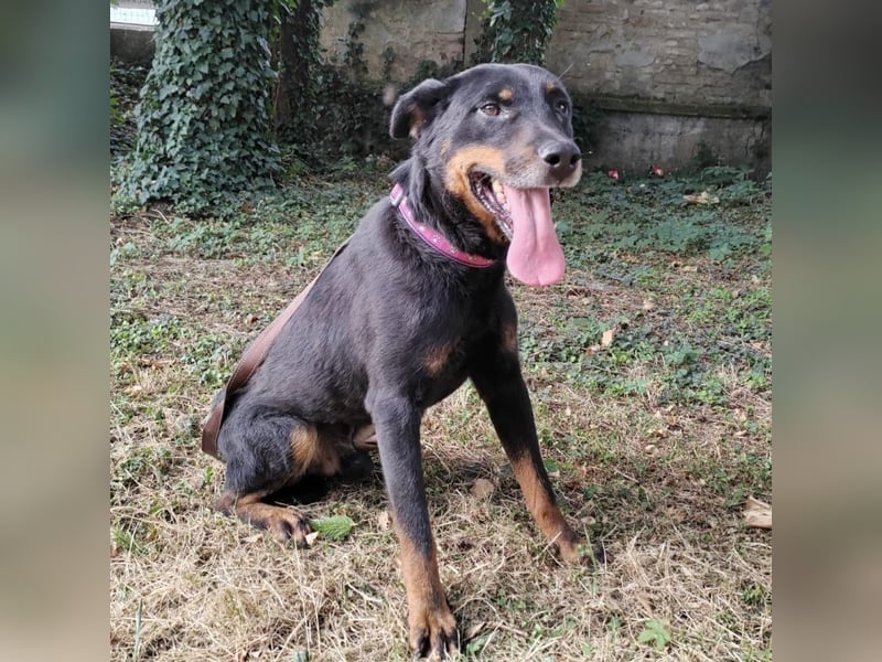 Leo ein toller Begleiter