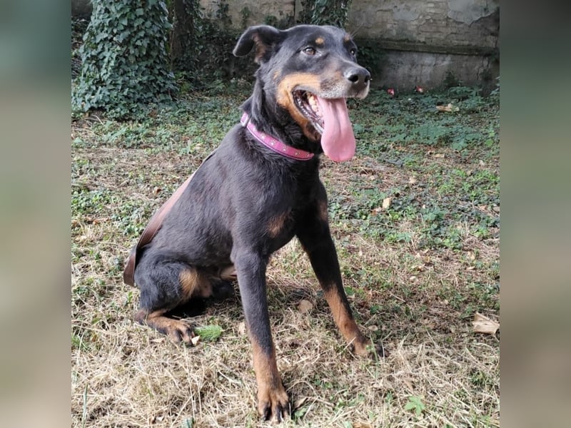 Leo ein toller Begleiter