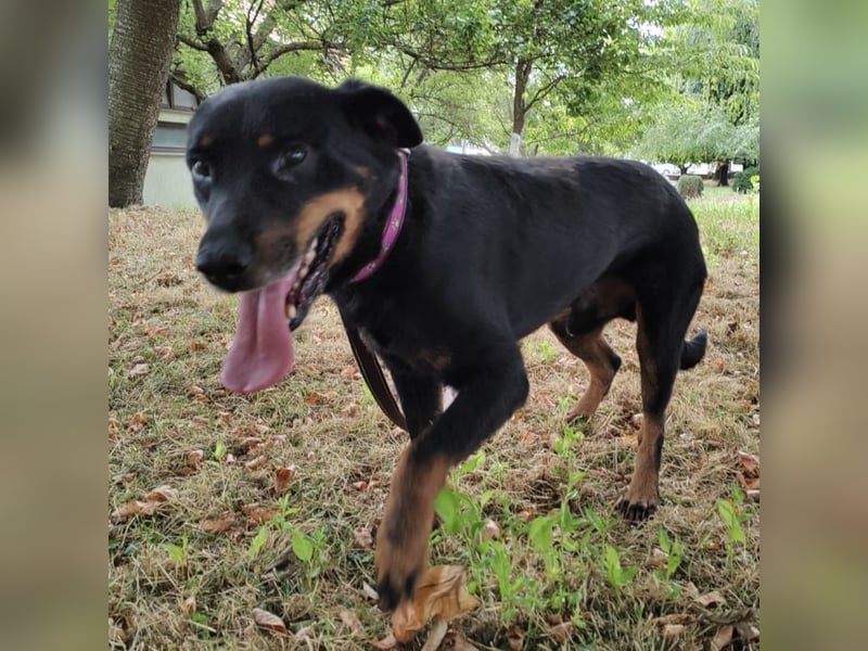 Leo ein toller Begleiter