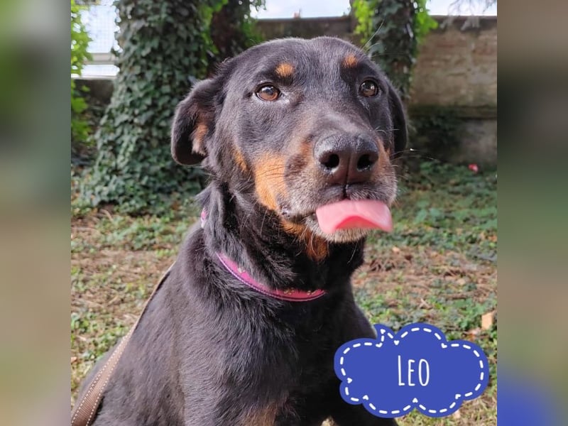 Leo ein toller Begleiter