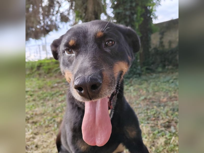 Leo ein toller Begleiter