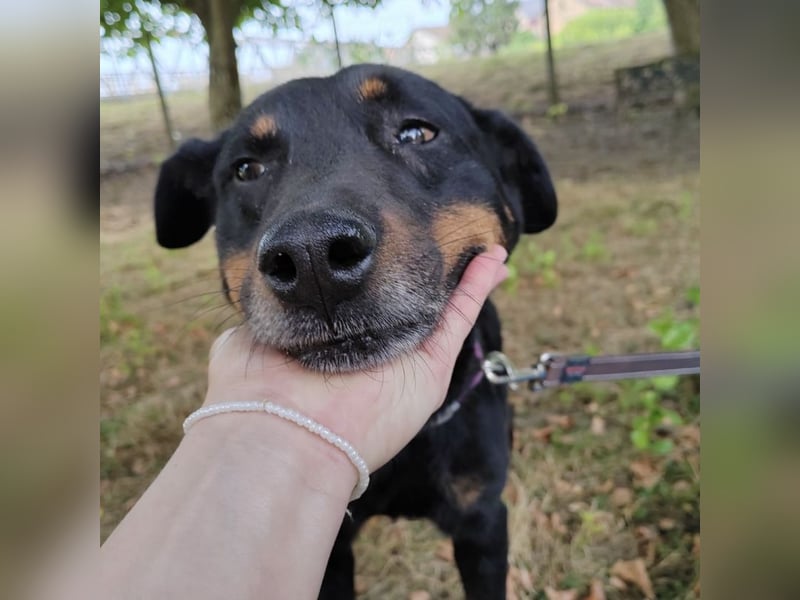 Leo ein toller Begleiter