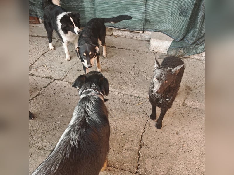 Reni ein sanfter verunsicherter Schatz