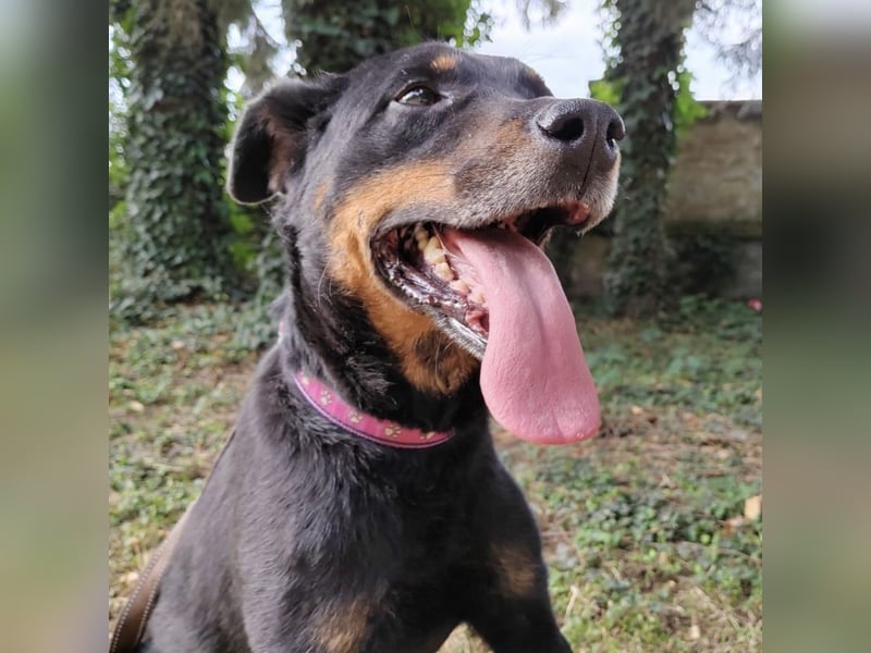 Leo ein toller Begleiter