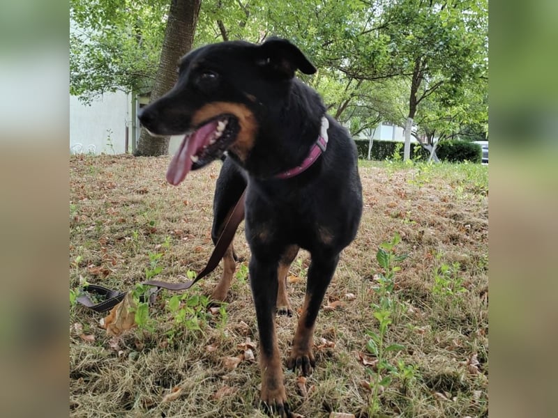 Leo ein toller Begleiter