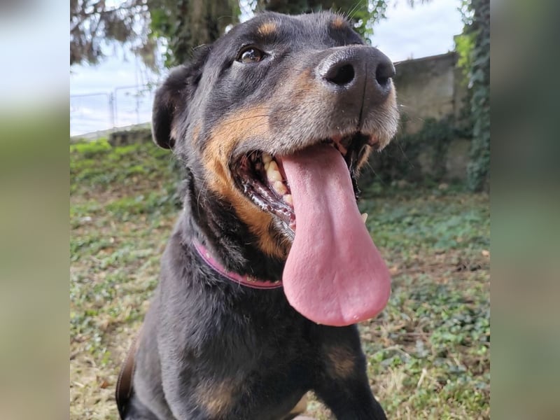 Leo ein toller Begleiter