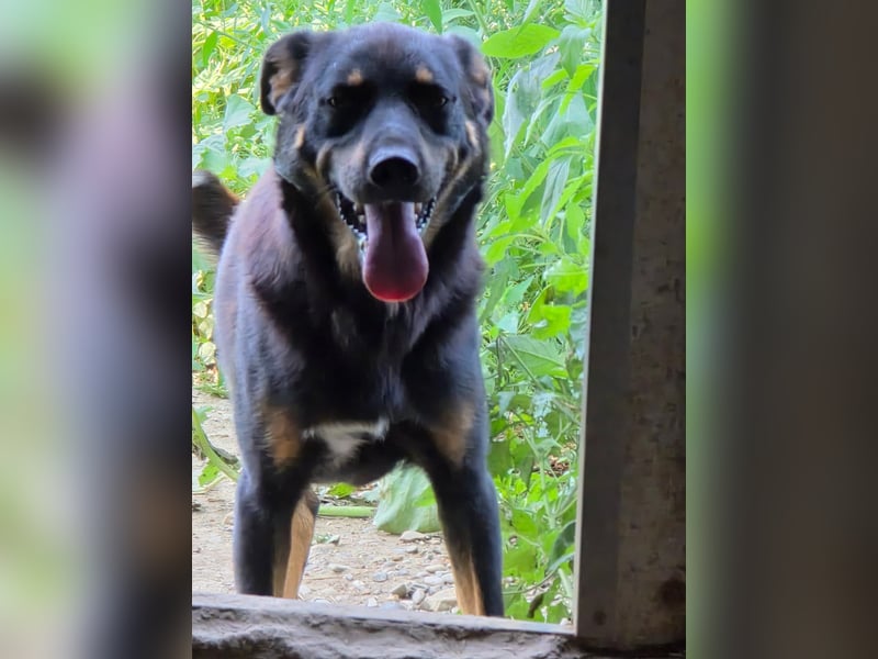 Figaro - freundlich und verspielt