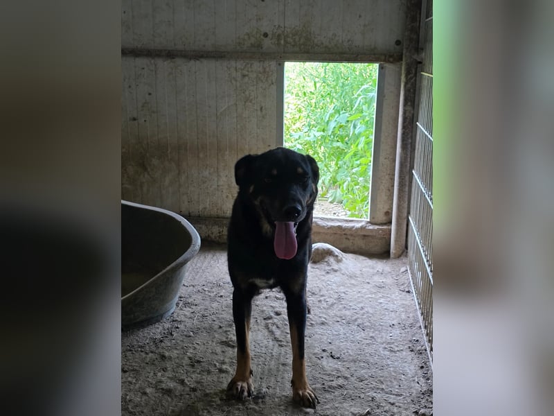 Figaro - freundlich und verspielt