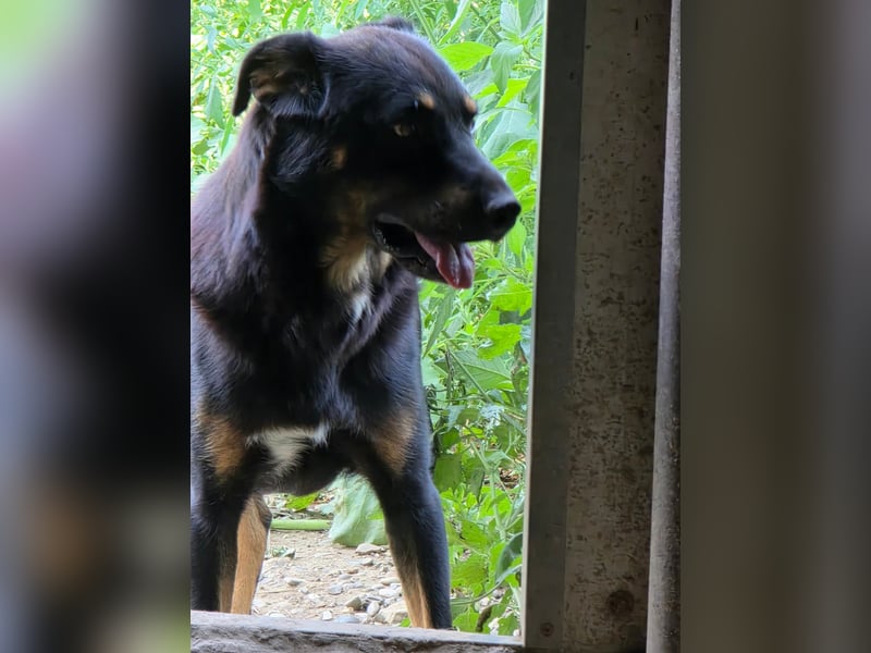 Figaro - freundlich und verspielt