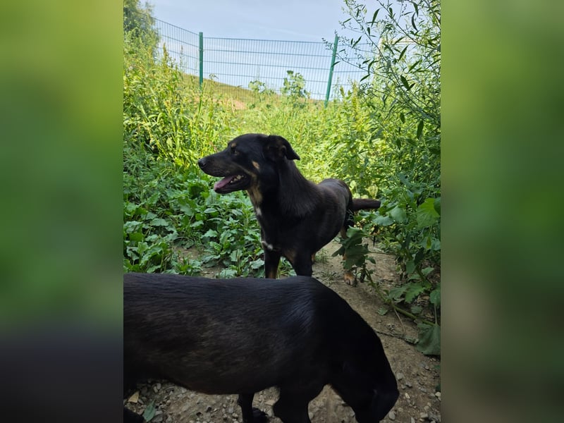 Figaro - freundlich und verspielt